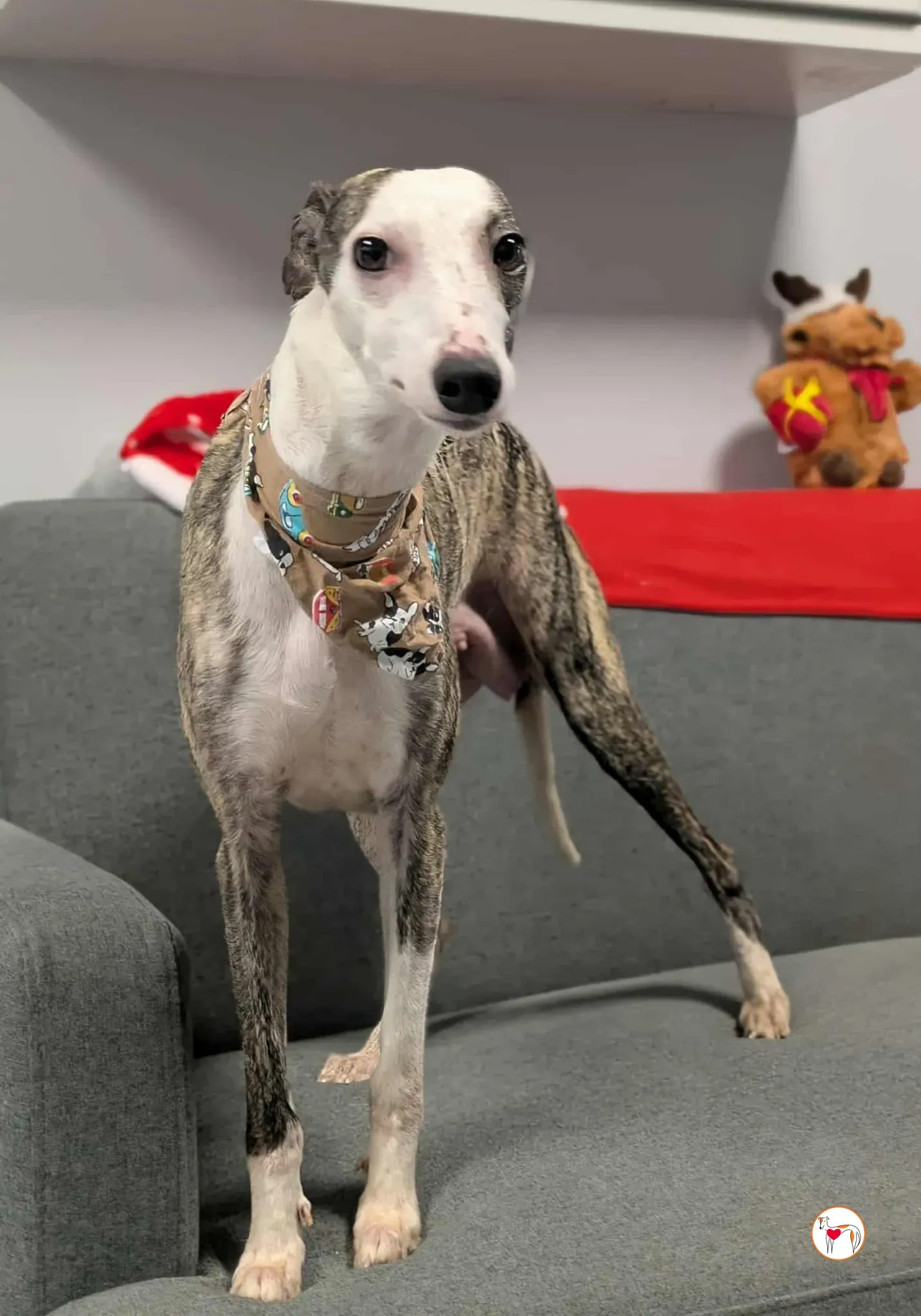 chrissy grey adozione 35