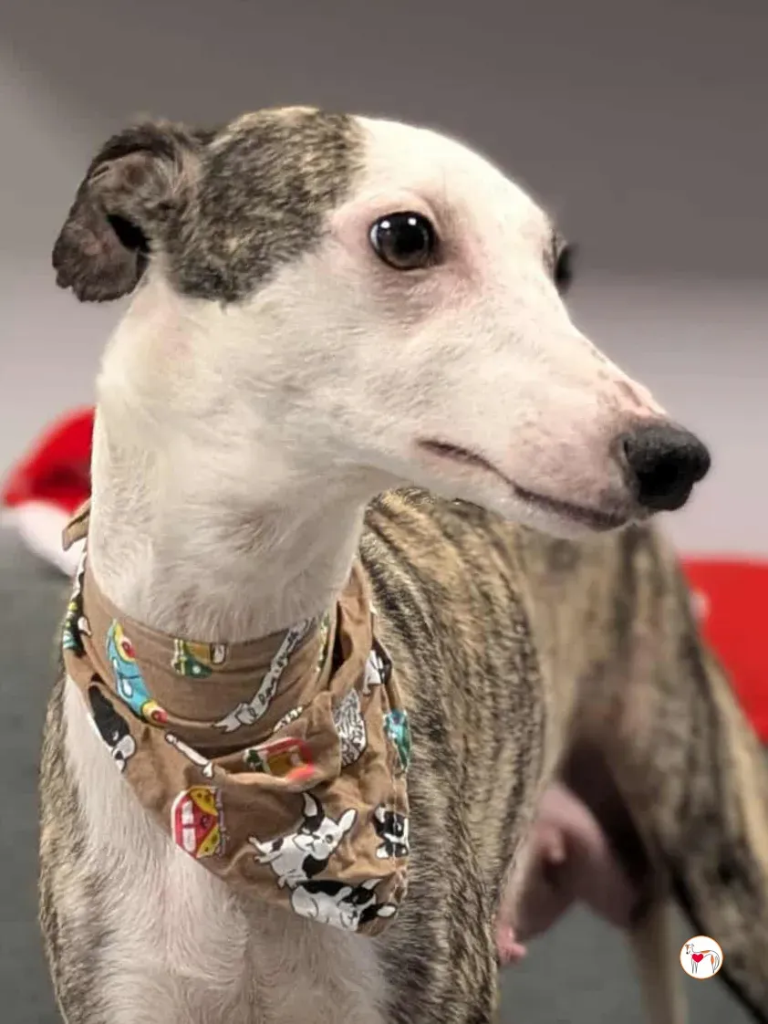 chrissy grey adozione 4