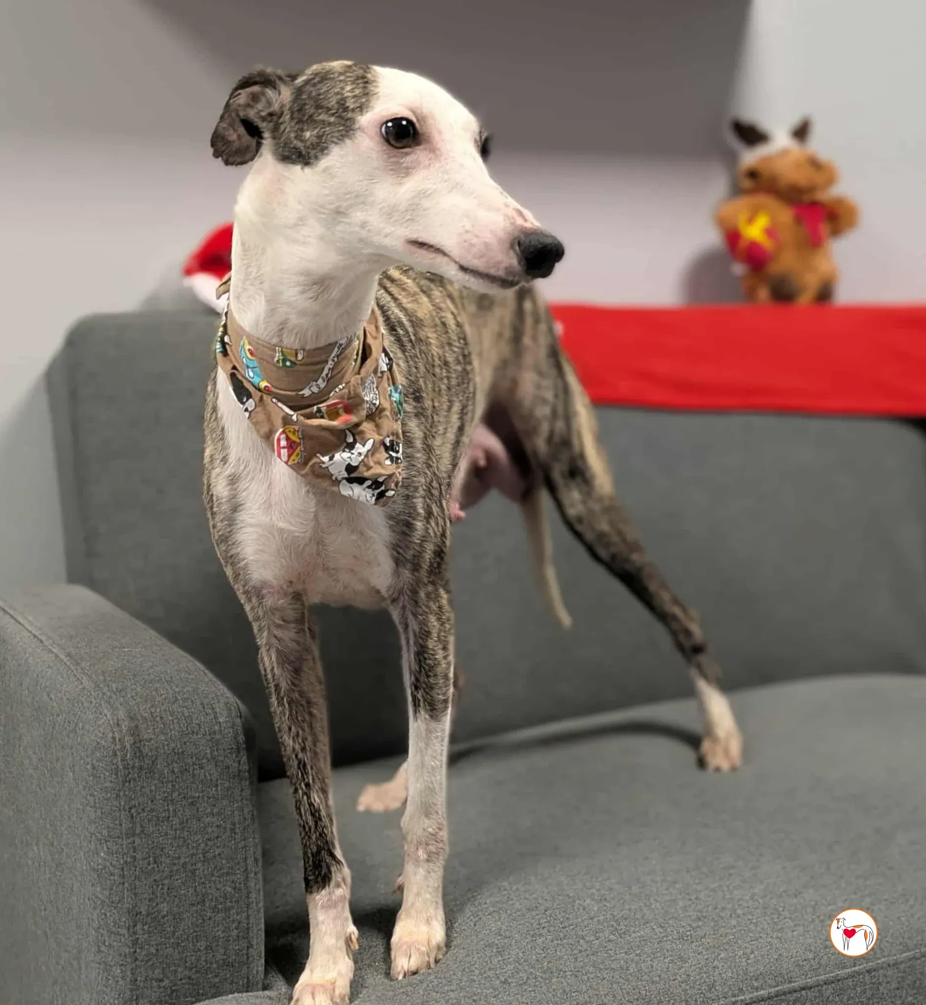 chrissy grey adozione 5