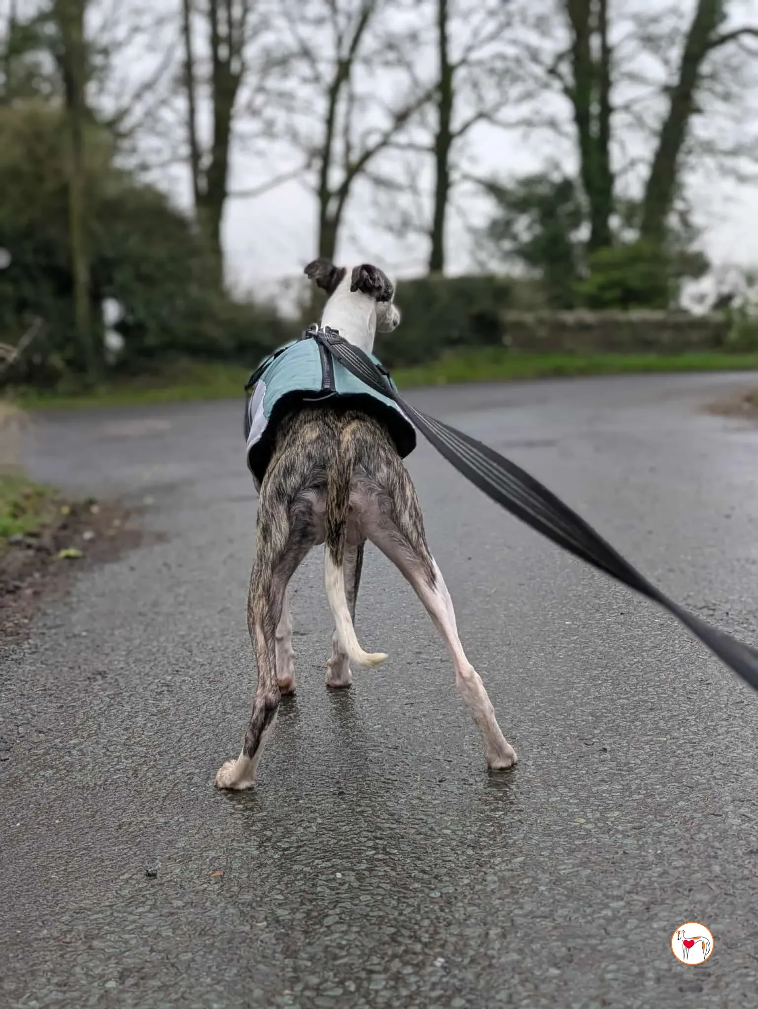 chrissy grey adozione 6