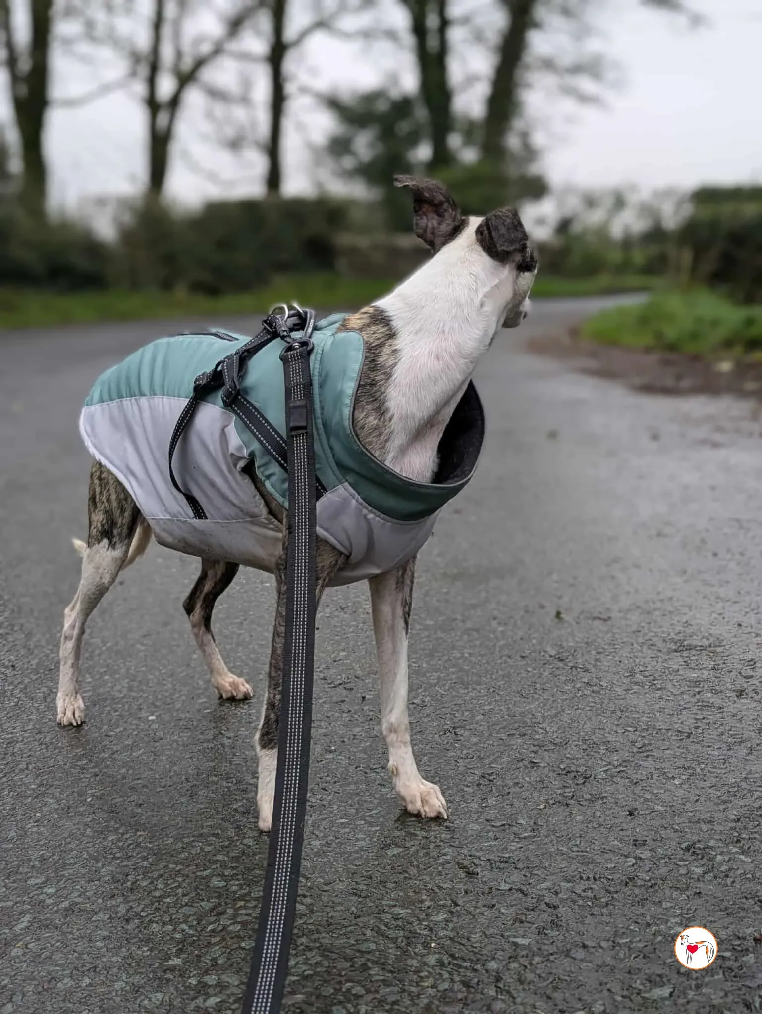 chrissy grey adozione 8