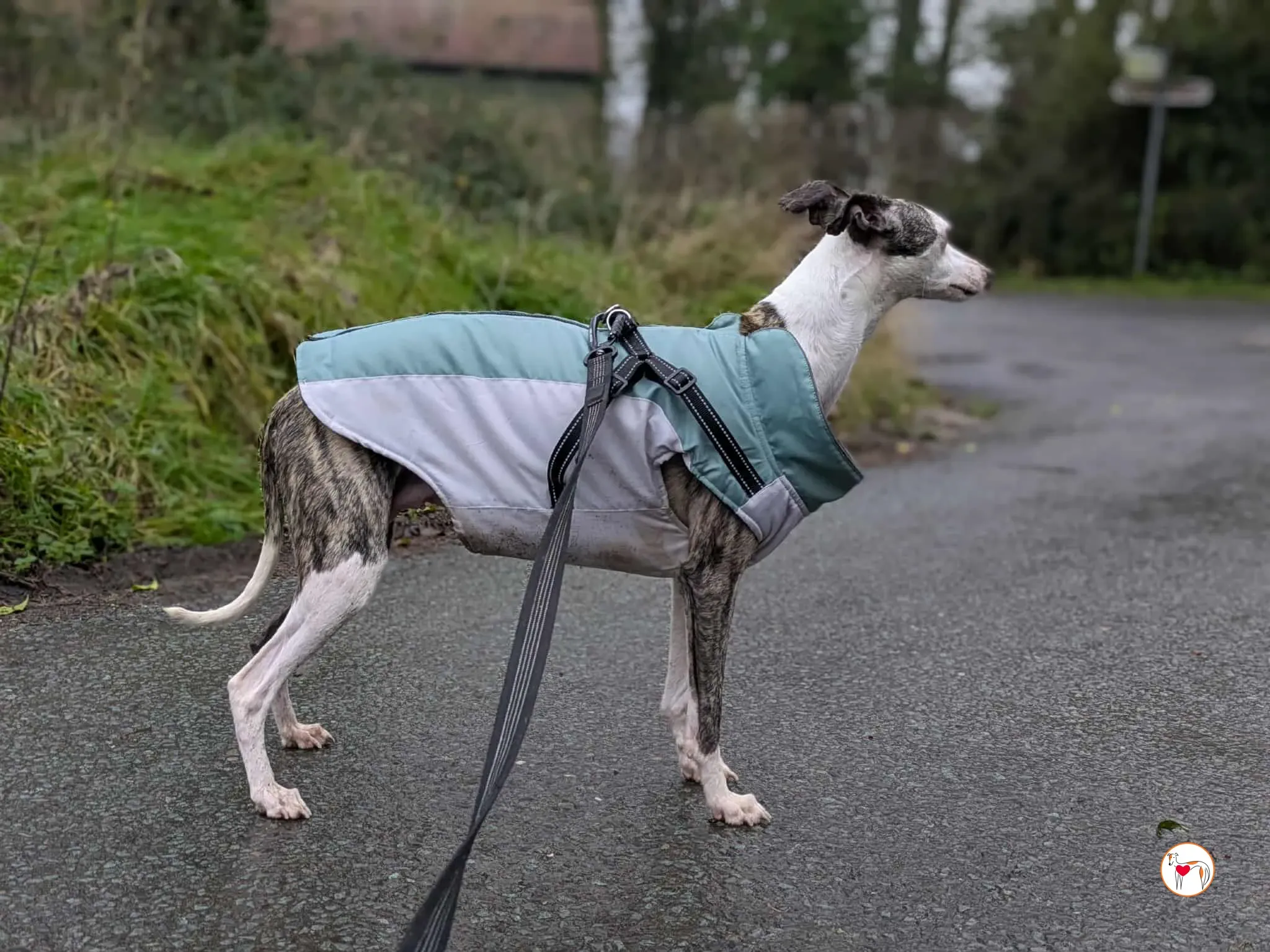 chrissy grey adozione 9