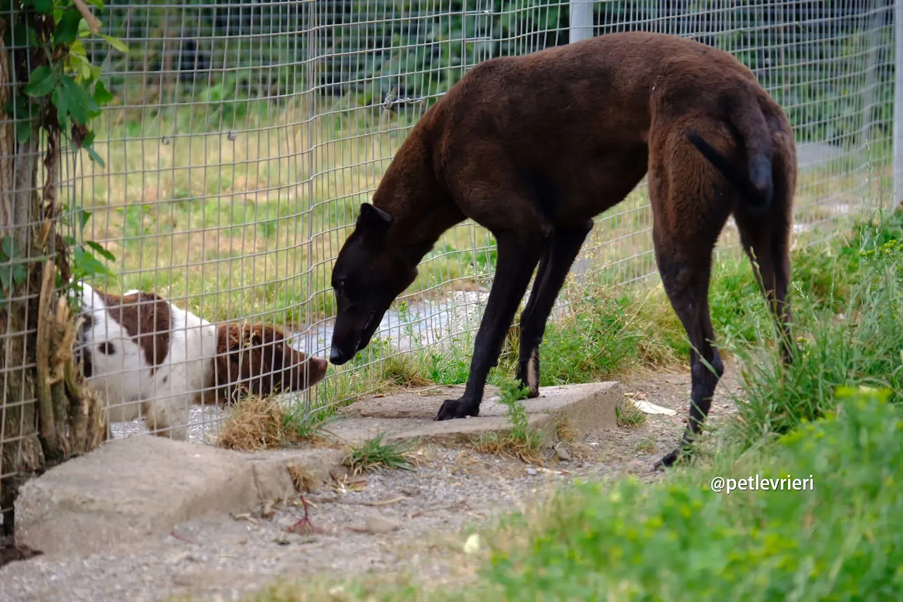 cian greyhound pet levrieri 01