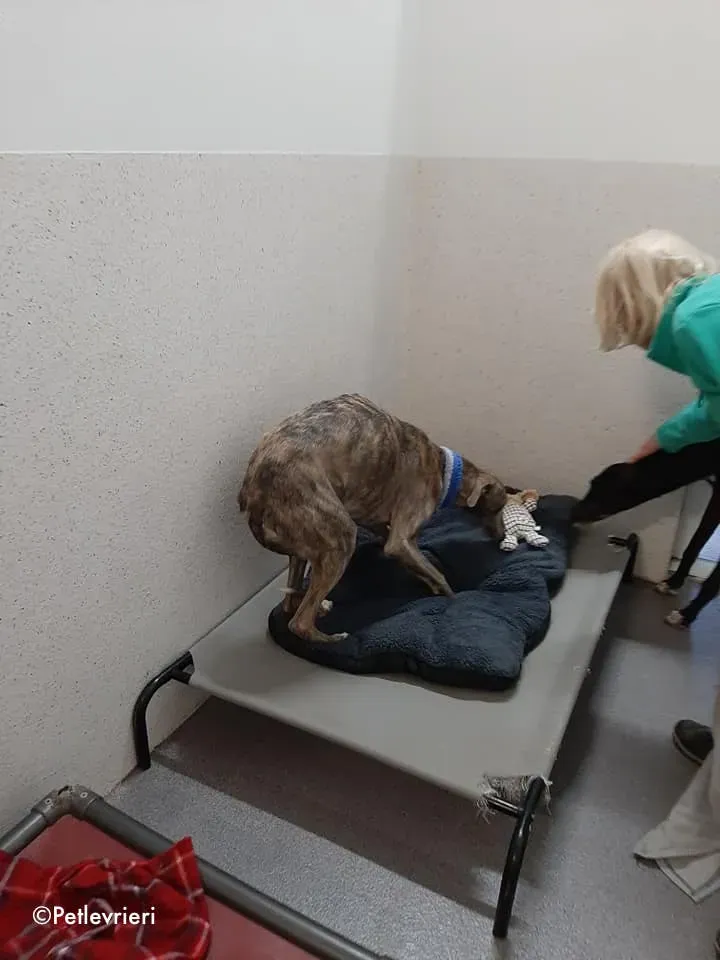 cilla adozione levrieri greyhound 1 1