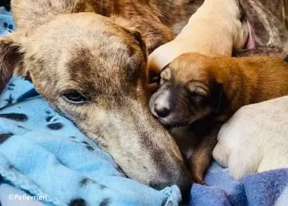 cilla adozione levrieri greyhound 1