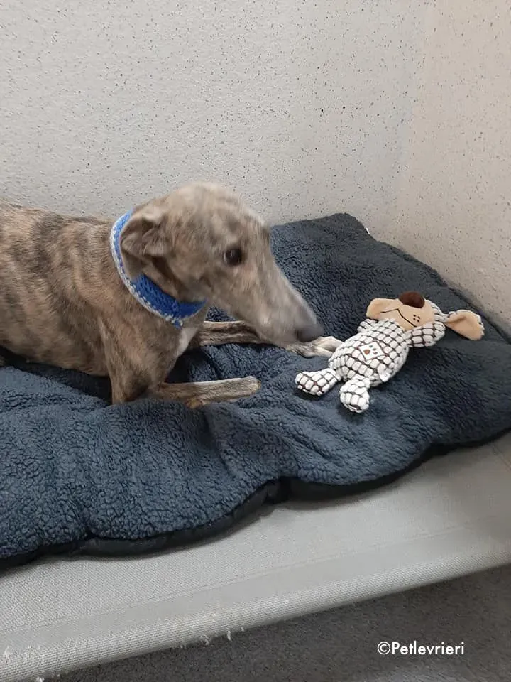 cilla adozione levrieri greyhound 2 2