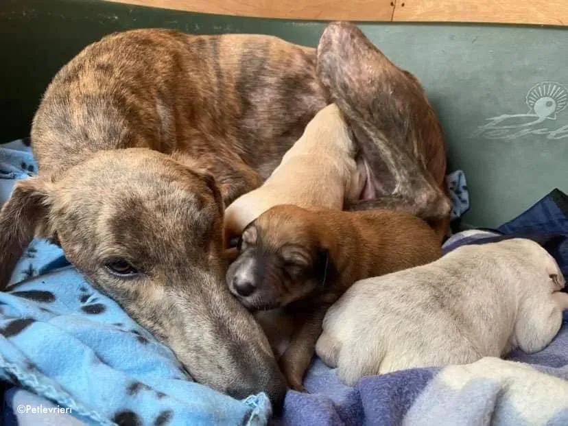 cilla adozione levrieri greyhound 2