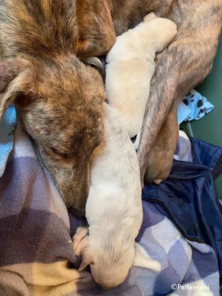 cilla adozione levrieri greyhound 3 1