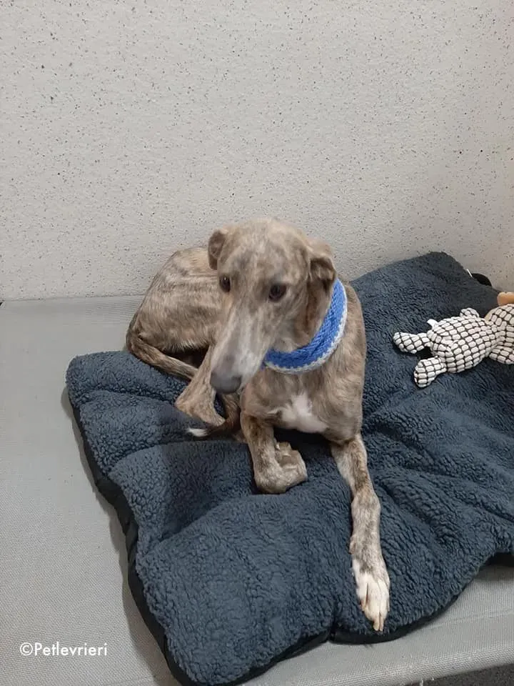 cilla adozione levrieri greyhound 3 2