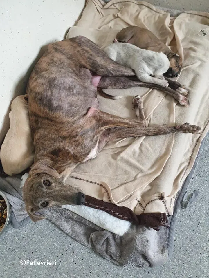 cilla adozione levrieri greyhound 4 1