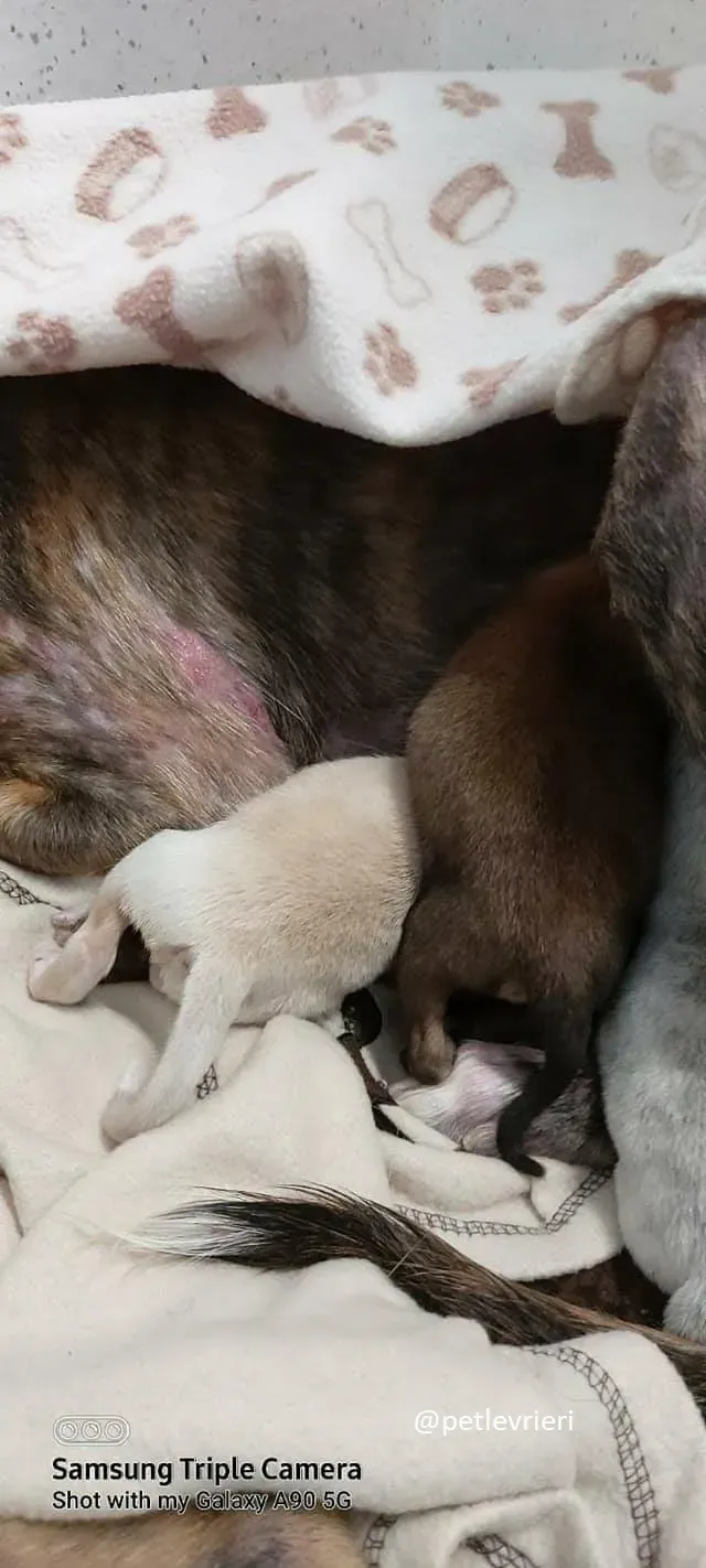 cilla adozione lurcher 1 1