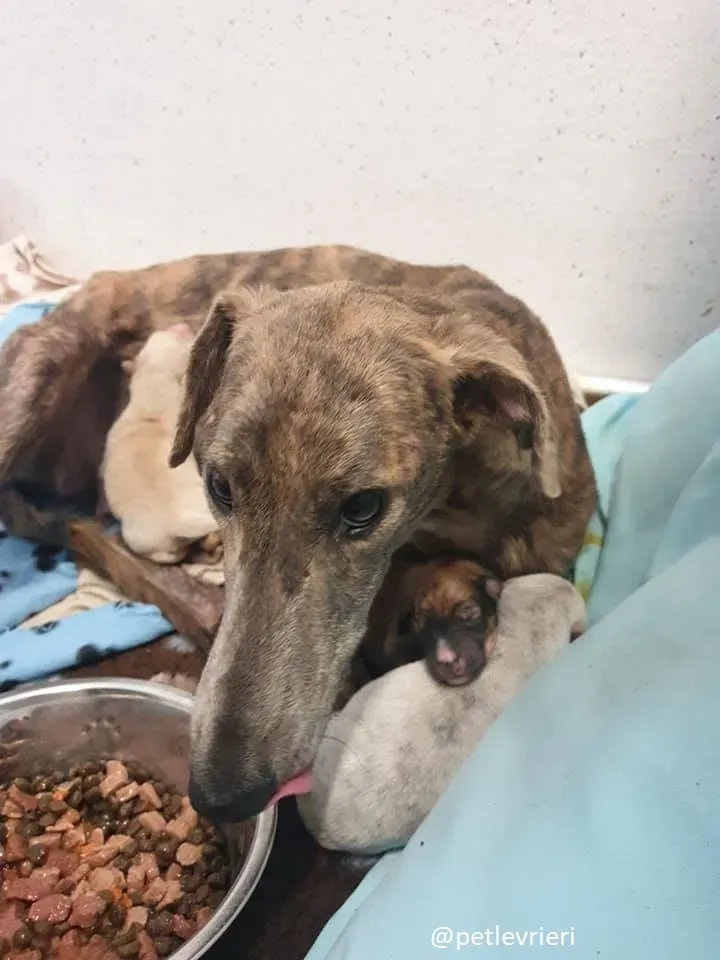 cilla adozione lurcher 2