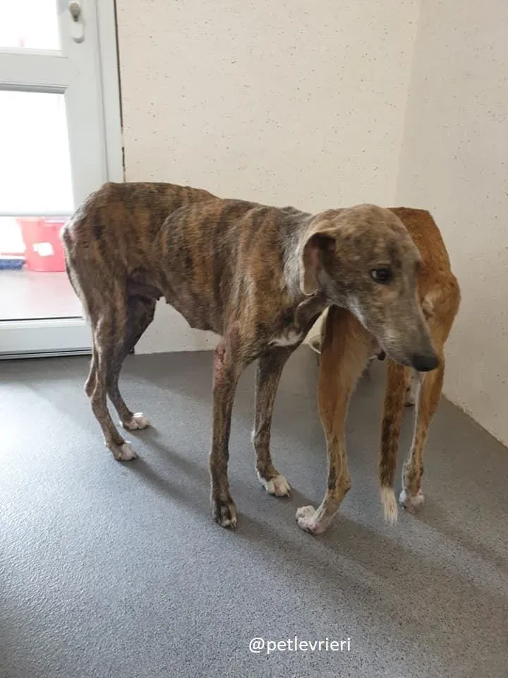 cilla adozione lurcher 3