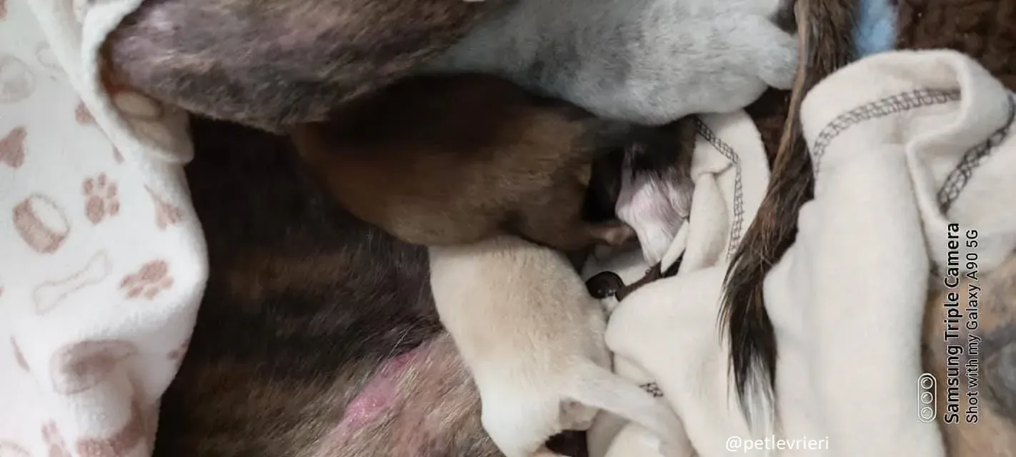 cilla adozione lurcher 4