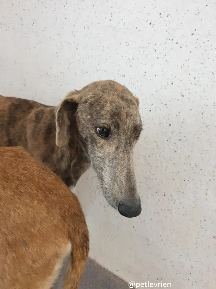 cilla adozione lurcher 5