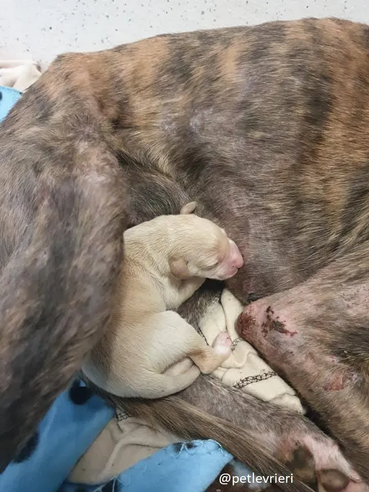 cilla adozione lurcher 6 1