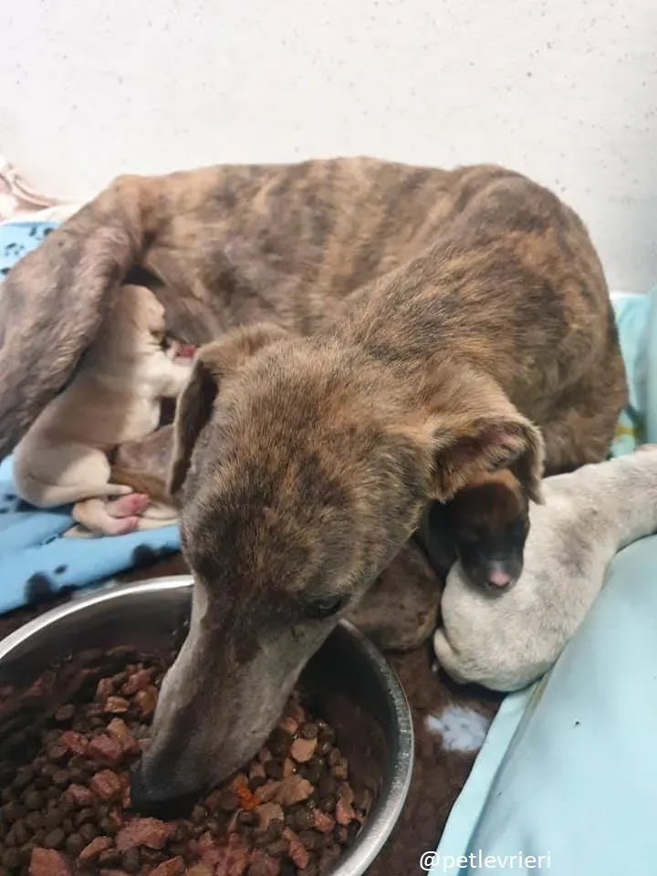 cilla adozione lurcher 7 1