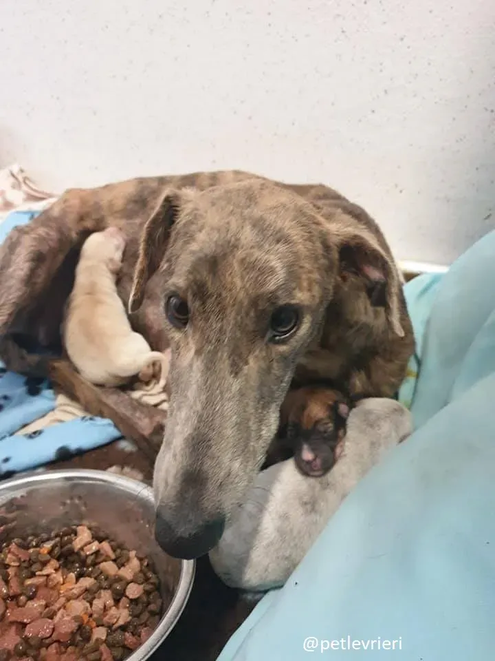 cilla adozione lurcher