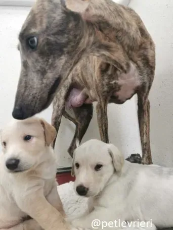 cilla cuccioli lurcher adozione 1