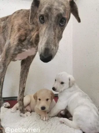 cilla cuccioli lurcher adozione 2