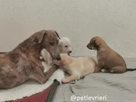 cilla cuccioli lurcher adozione 3