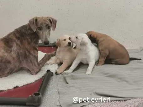 cilla cuccioli lurcher adozione 4