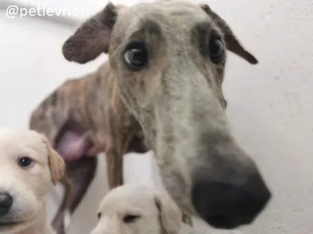 cilla cuccioli lurcher adozione