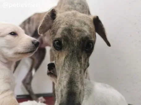 cilla lurcher adozione 1