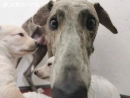 cilla lurcher adozione 2