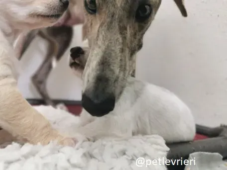 cilla lurcher adozione