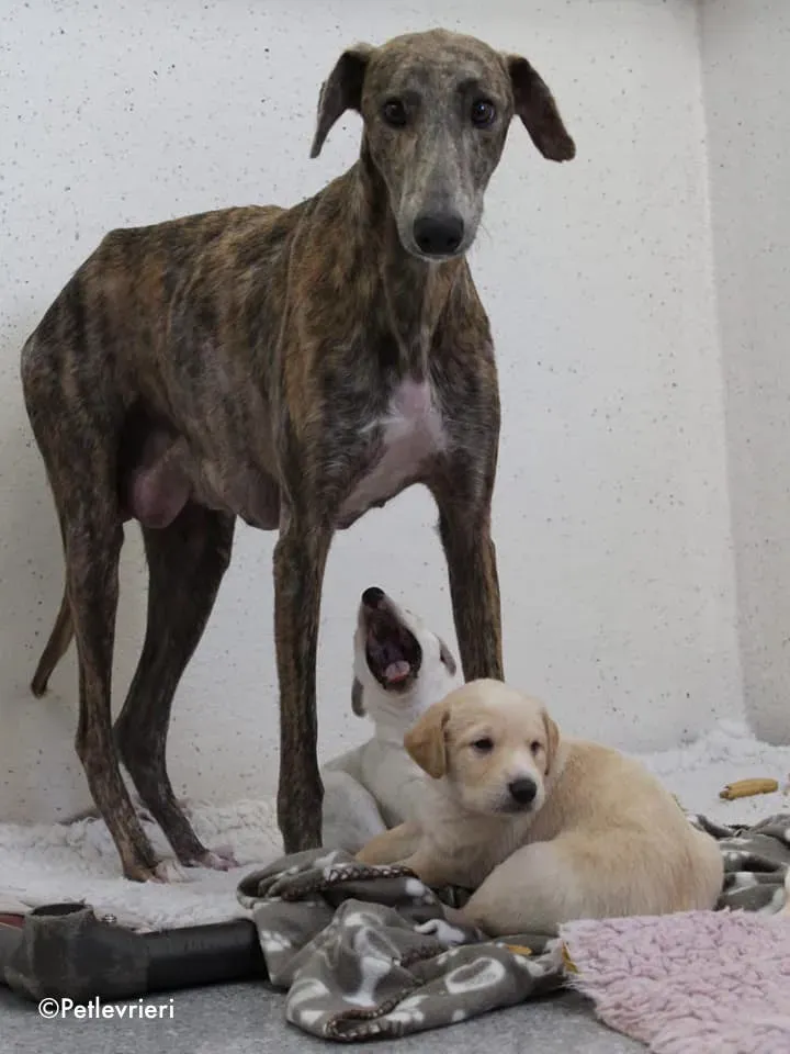 cilla neill adozione levrieri lurcher 