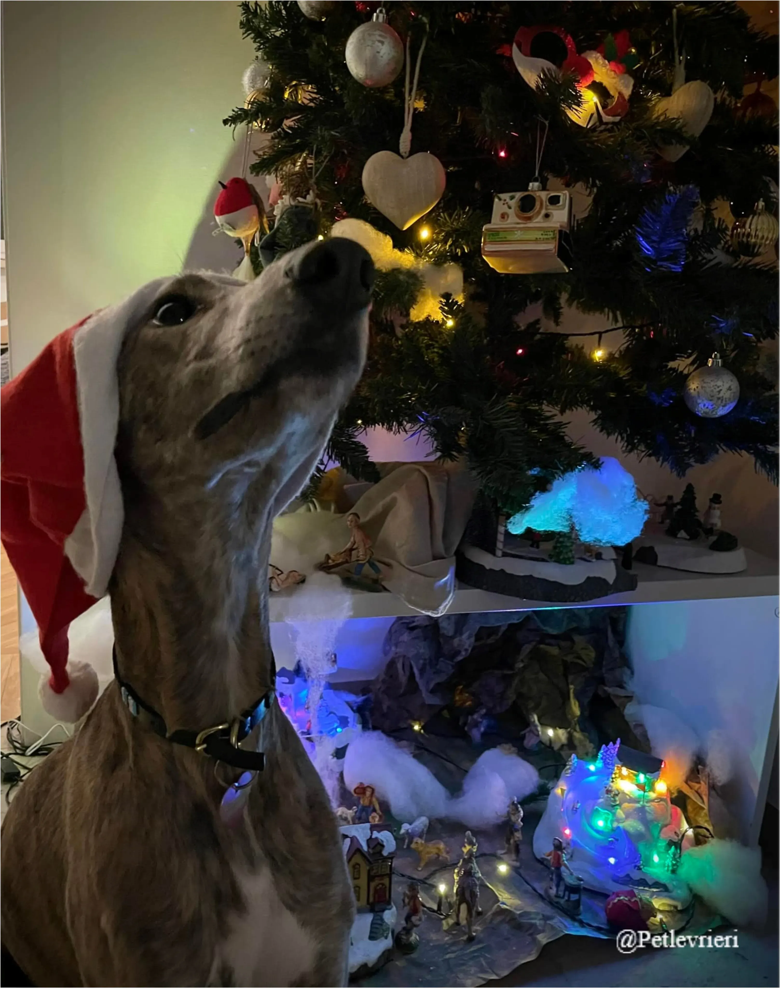 cilla pet levriri natale 2021