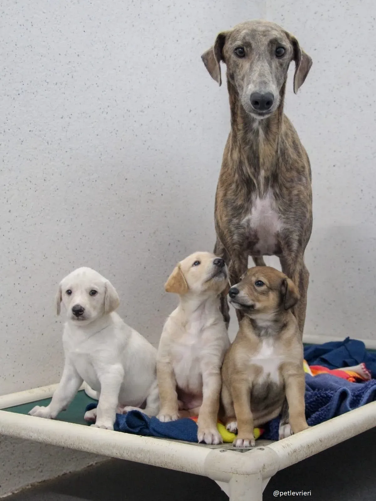 cilla puppies adozione