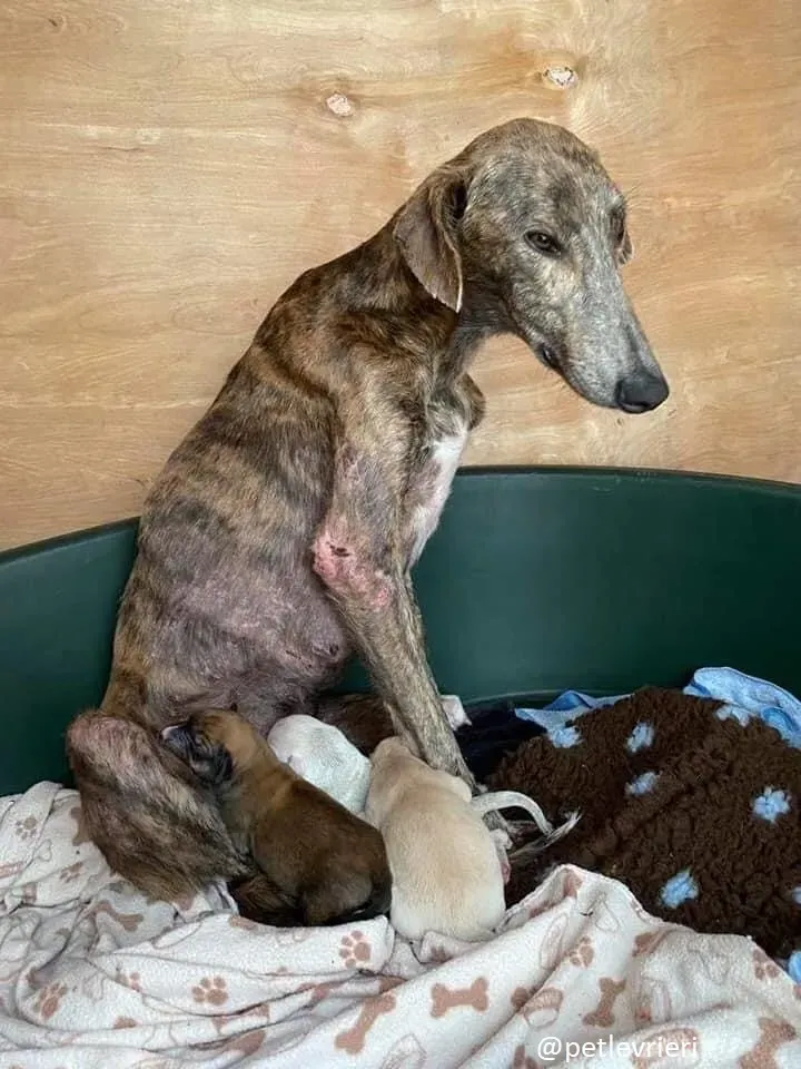 cillas adozione lurcher 1