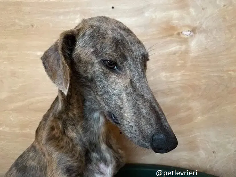 cillas adozione lurcher 2