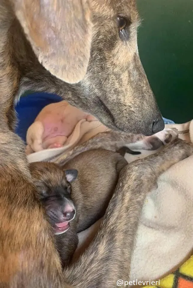 cillas adozione lurcher 4