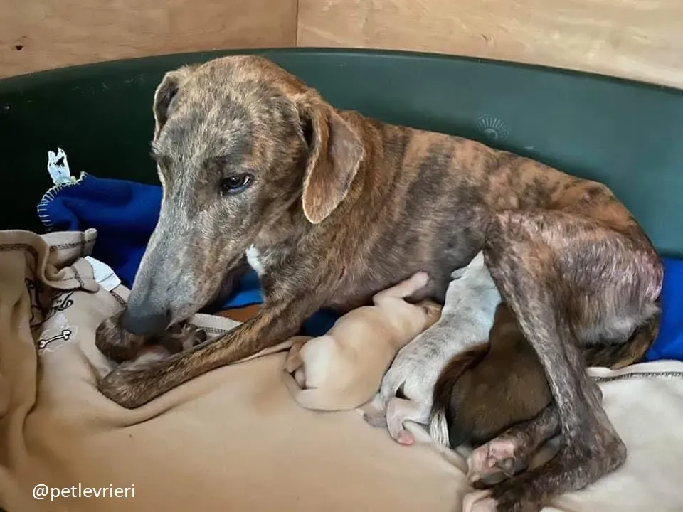 cillas adozione lurcher 5