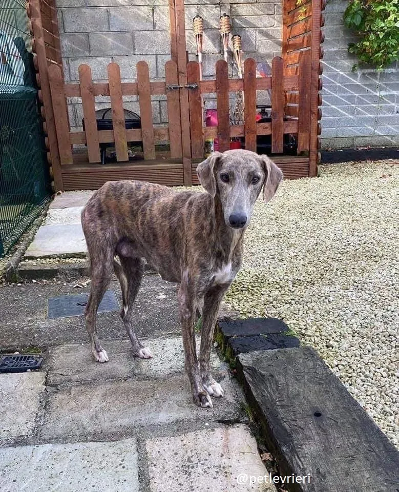 cillas adozione lurcher 6