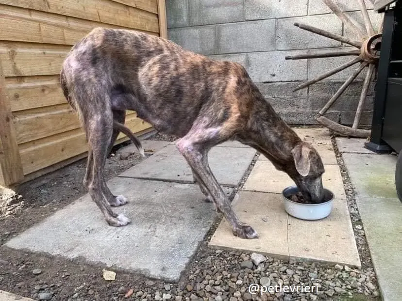 cillas adozione lurcher 7