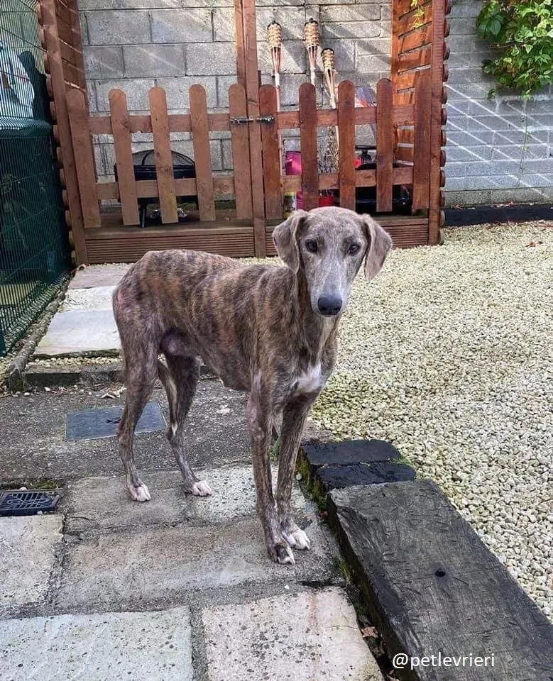 cillas adozione lurcher 9