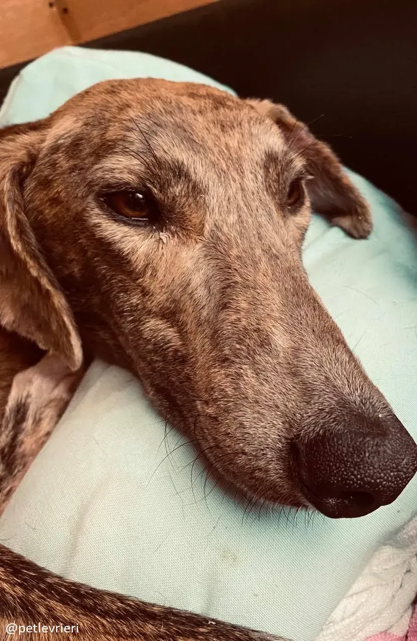 cillas adozione lurcher