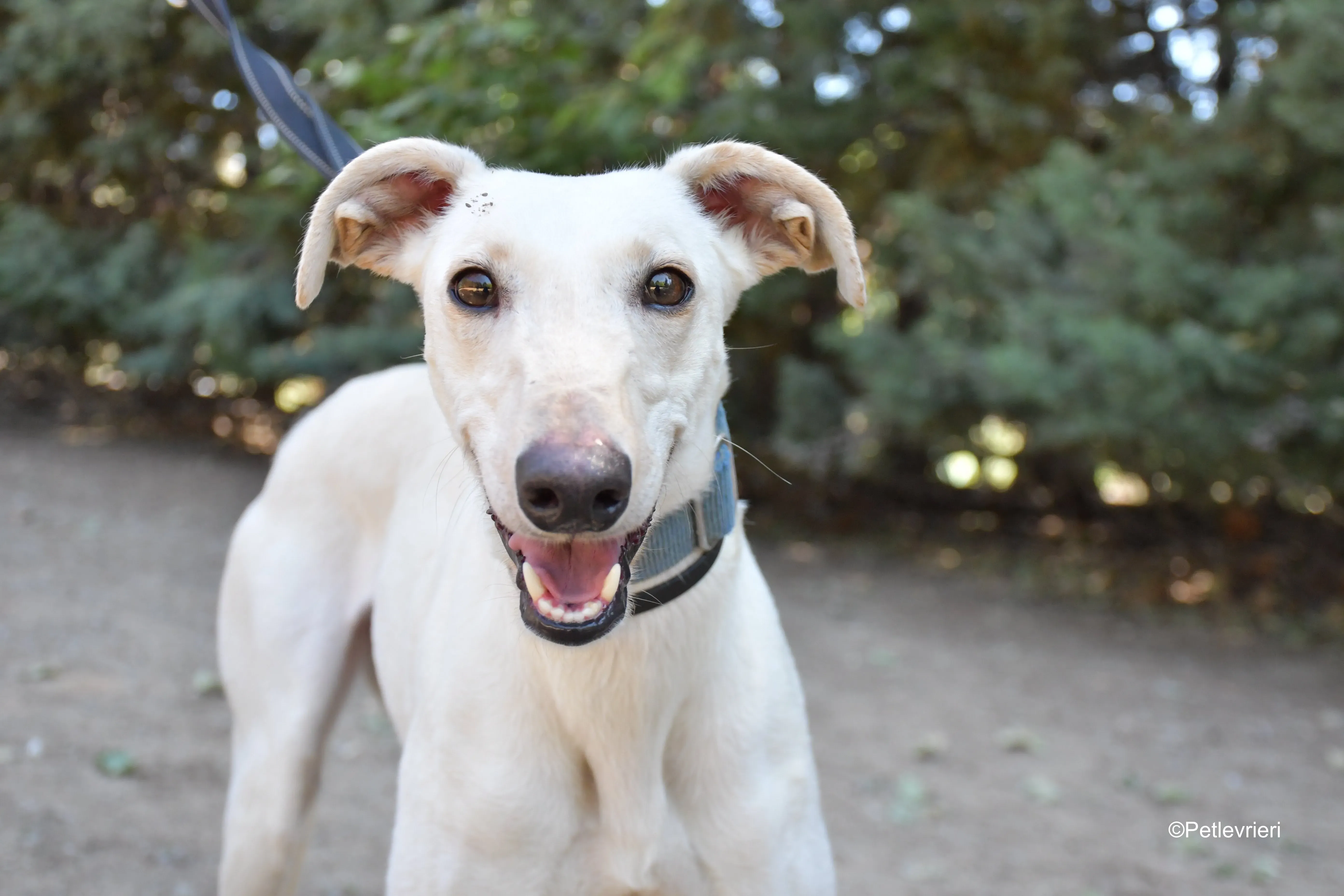 cinderella adozione levrieri galgo 1 1