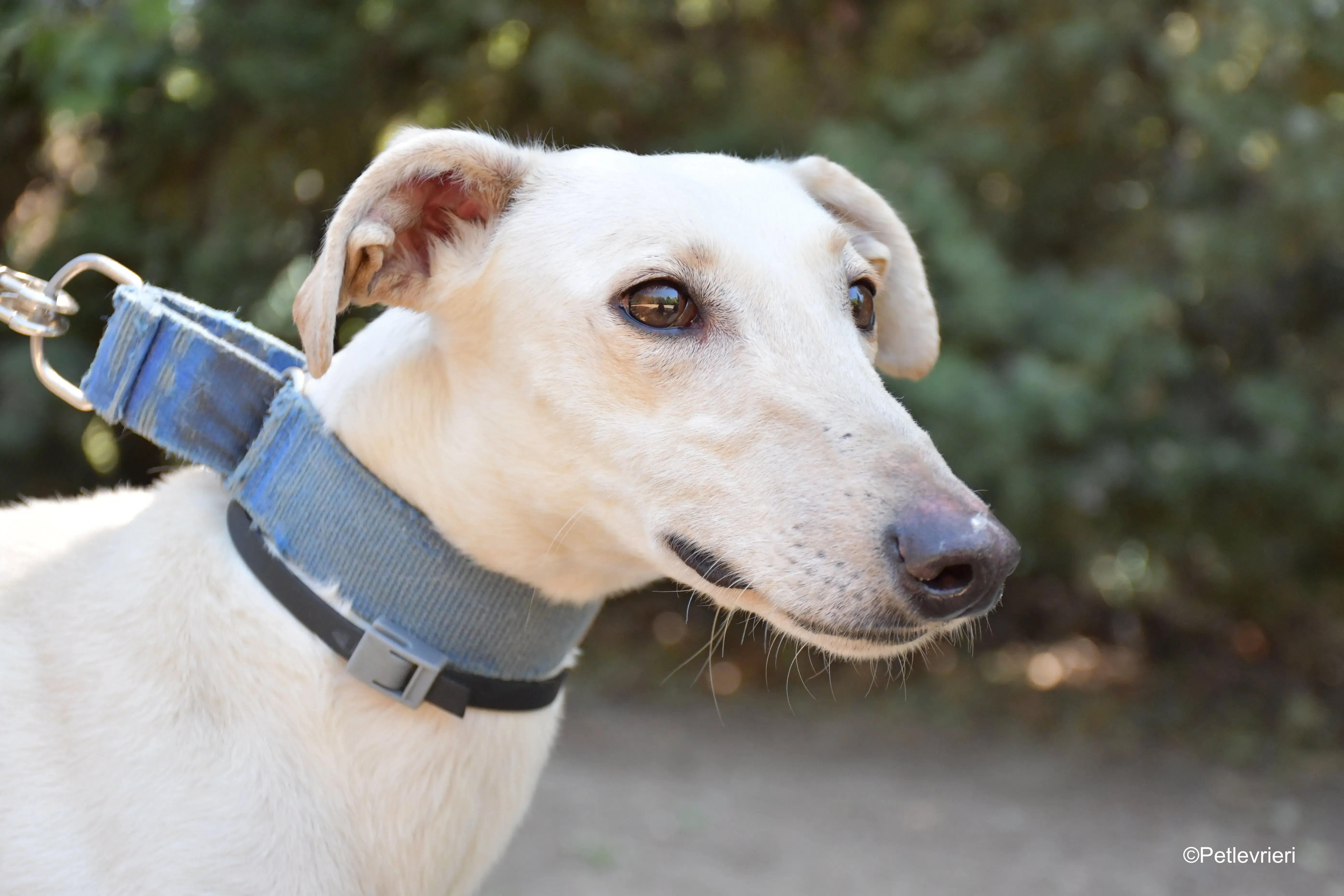 cinderella adozione levrieri galgo 10