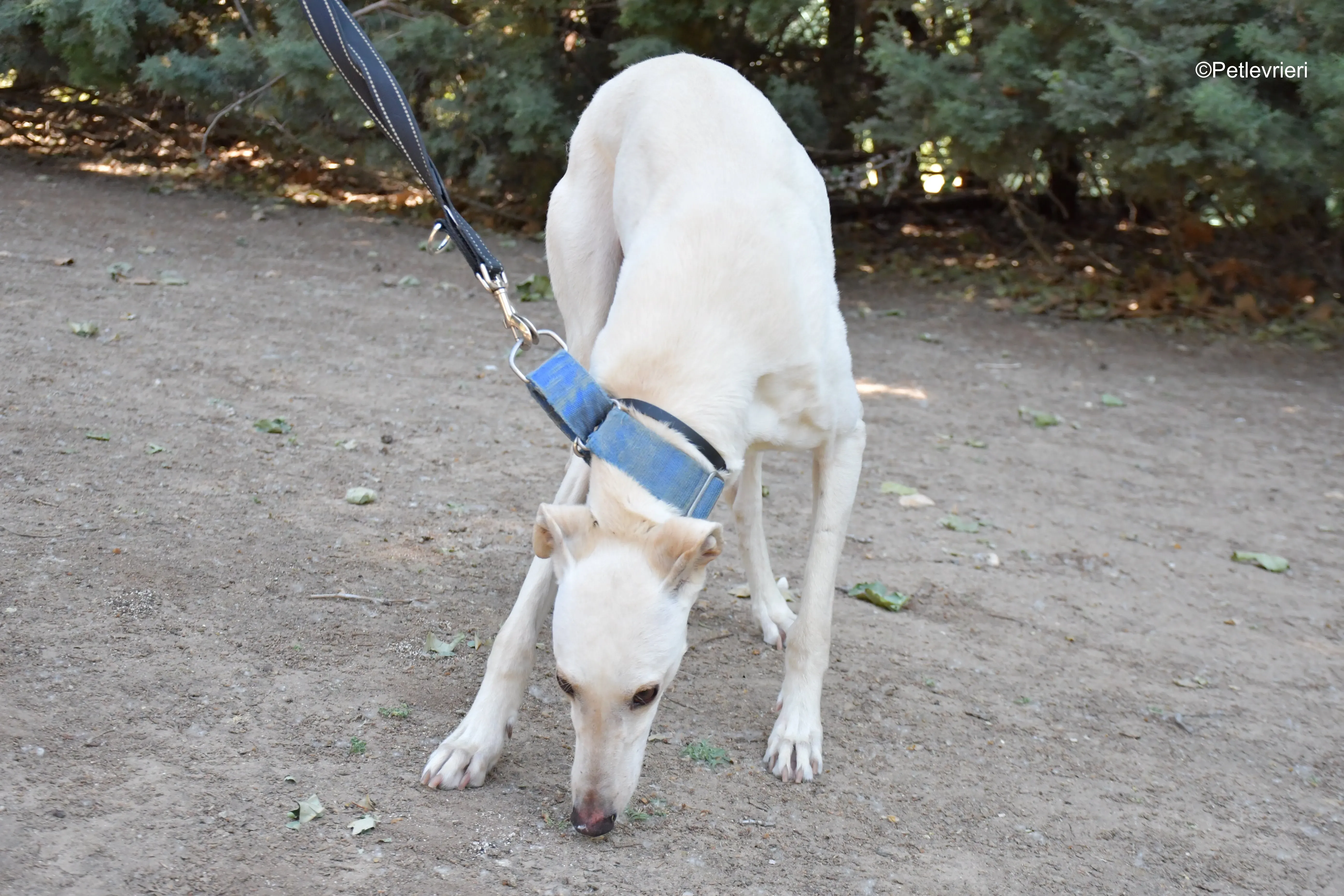 cinderella adozione levrieri galgo 11