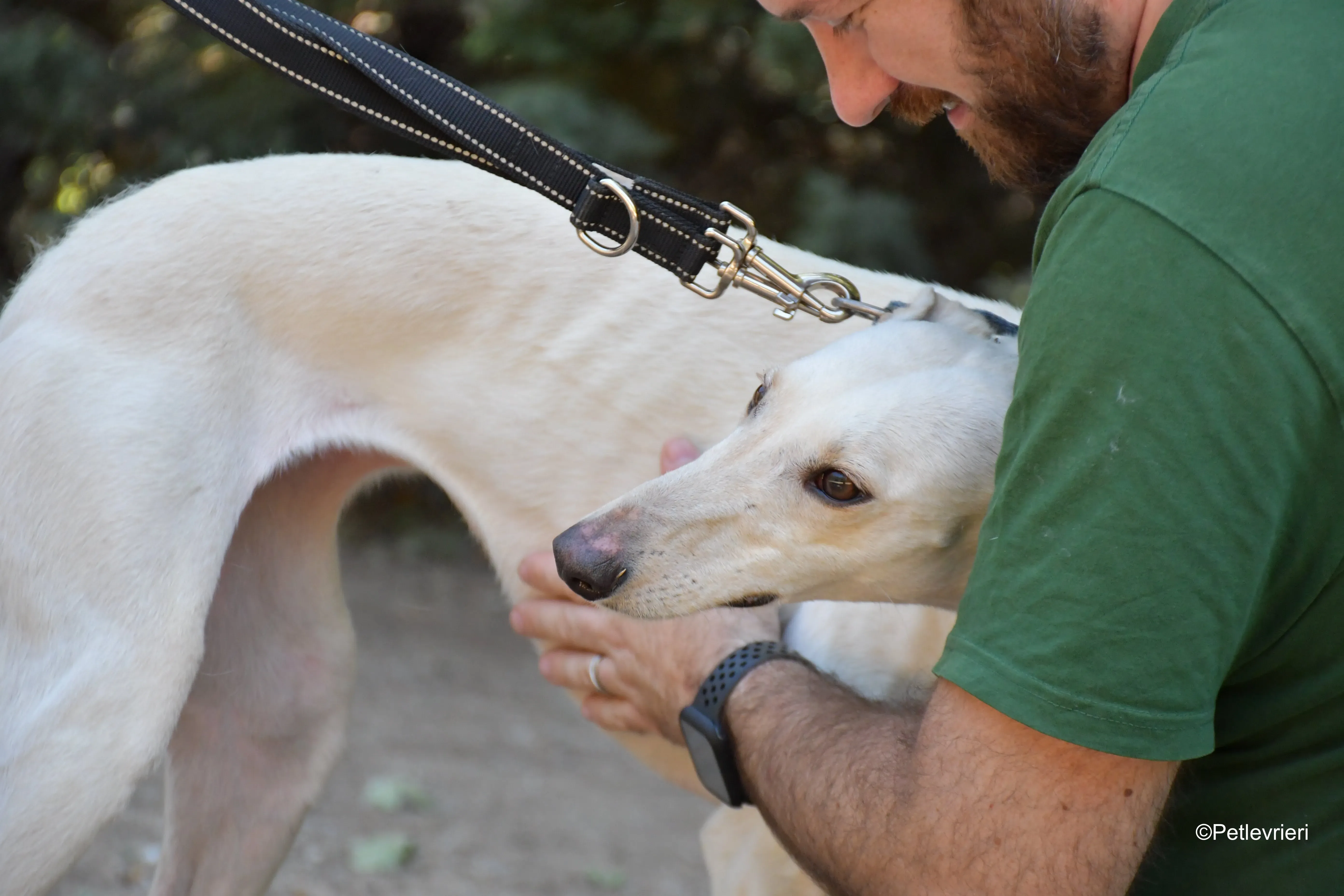 cinderella adozione levrieri galgo 12