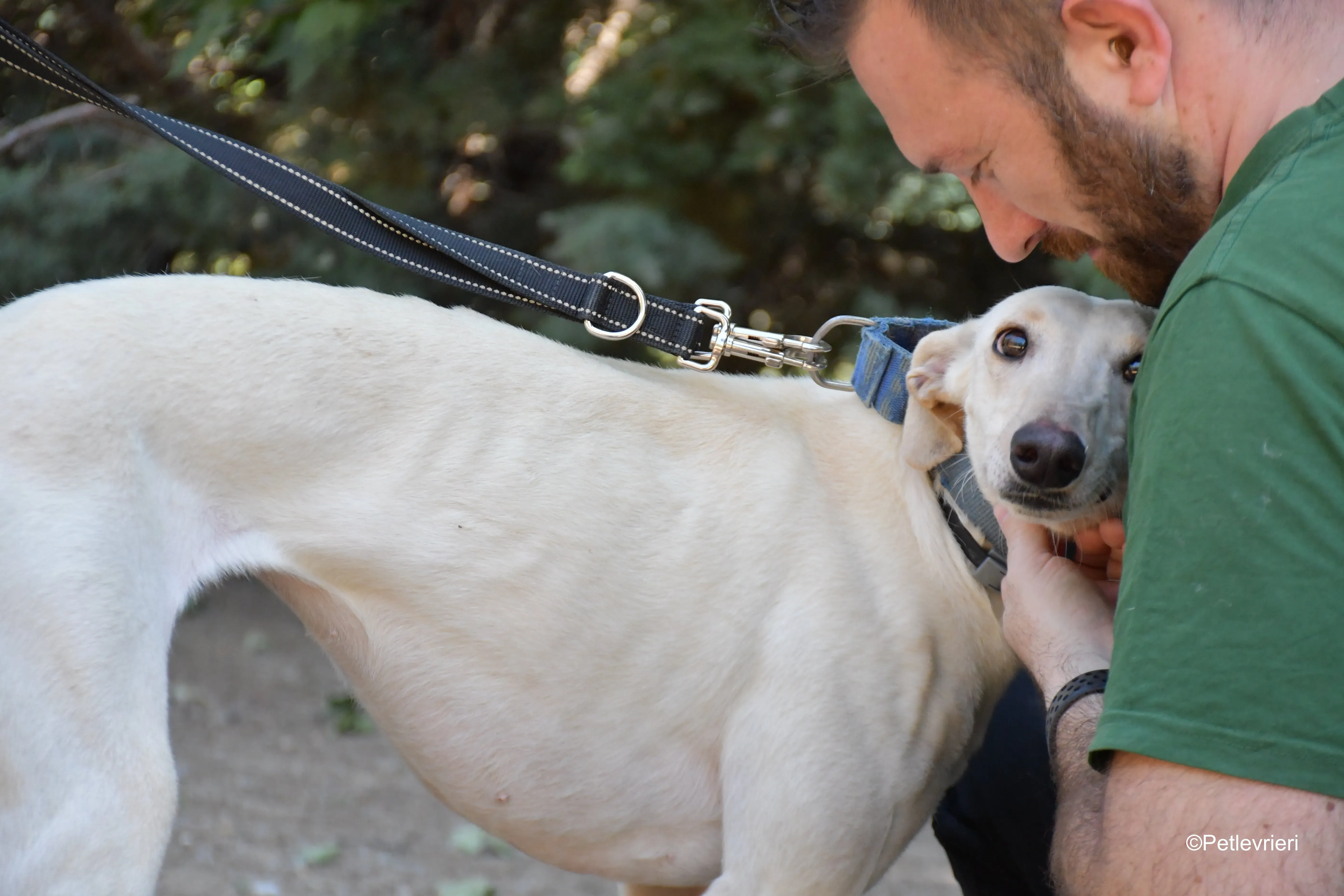 cinderella adozione levrieri galgo 13