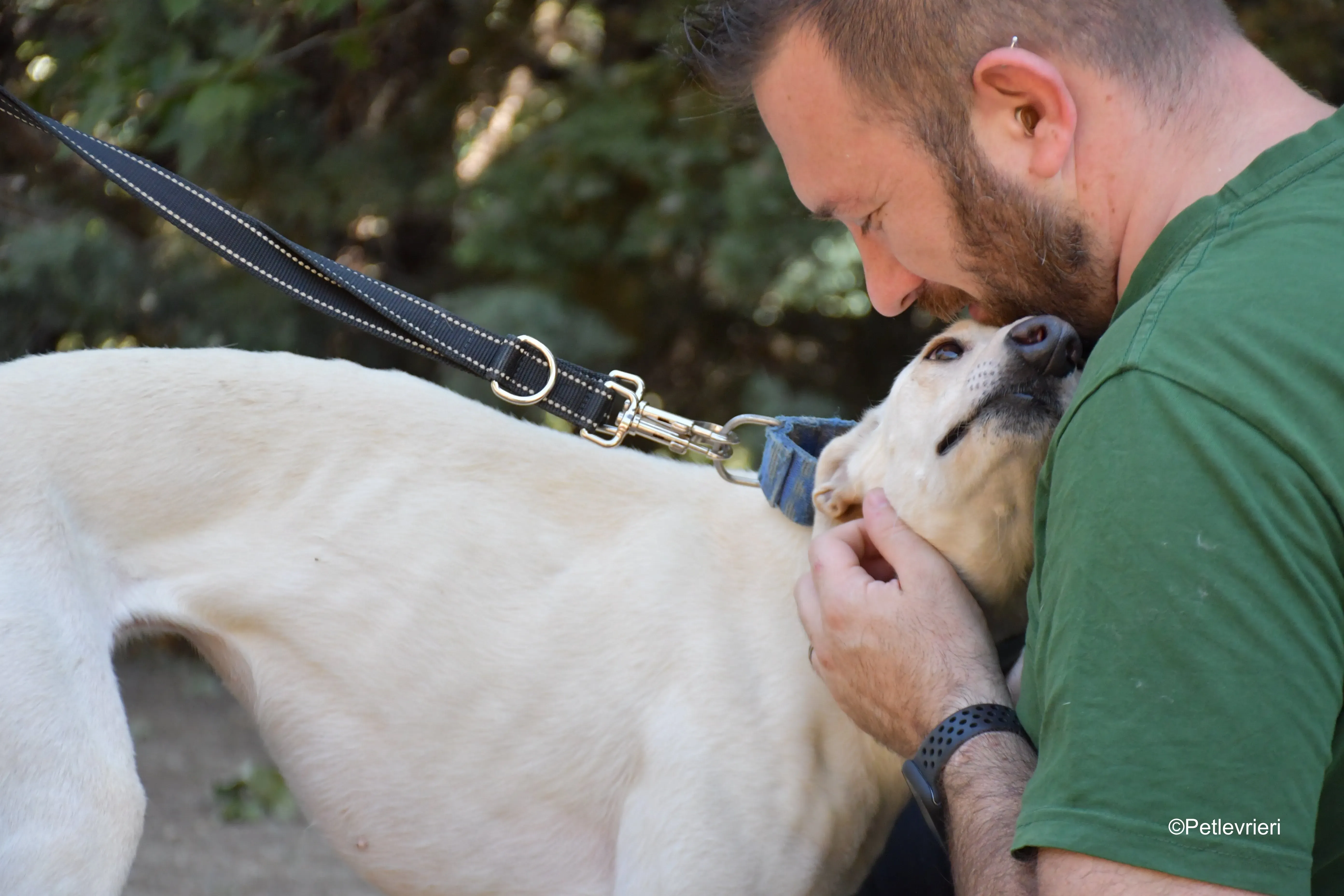 cinderella adozione levrieri galgo 14