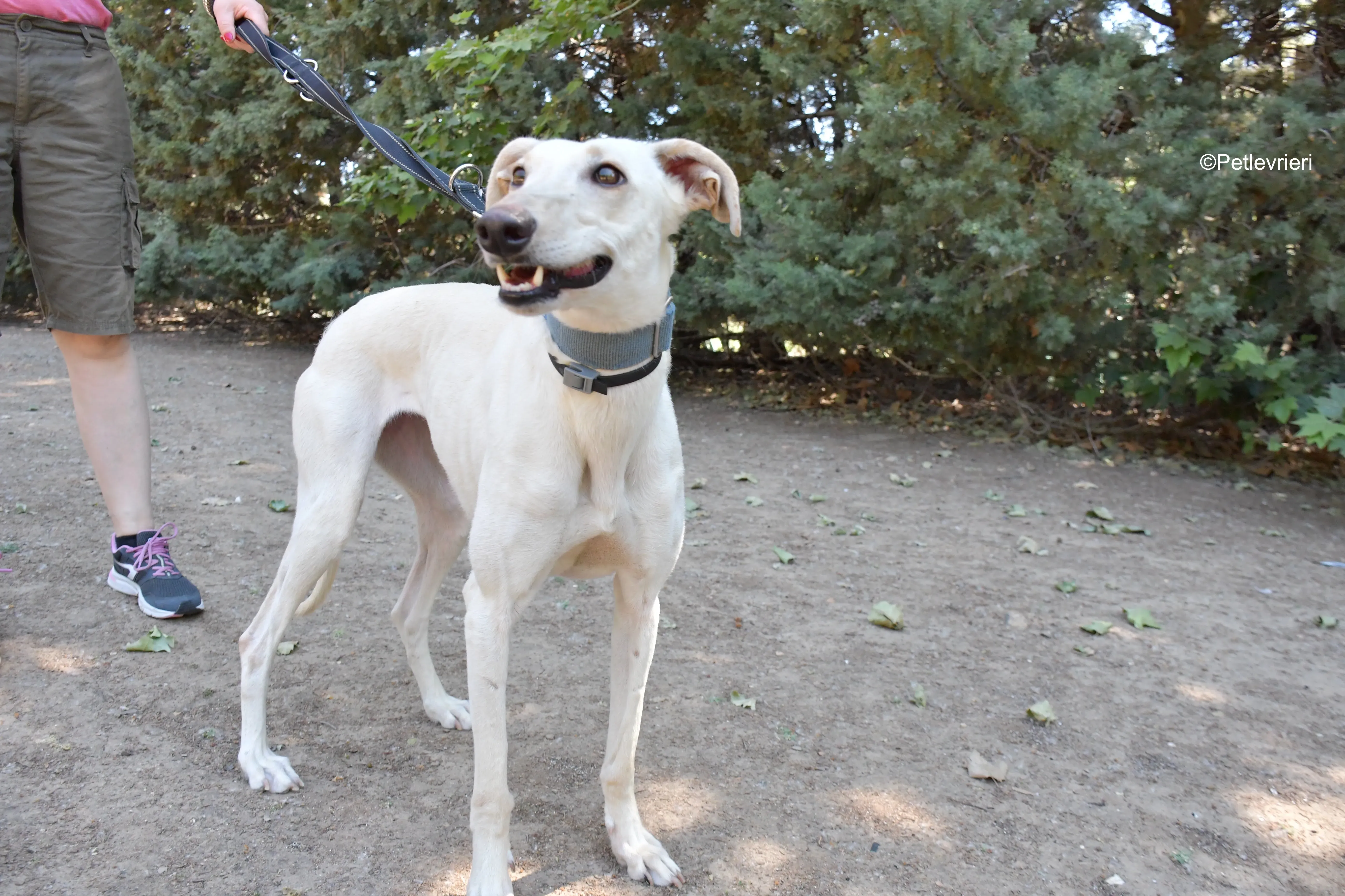 cinderella adozione levrieri galgo 2