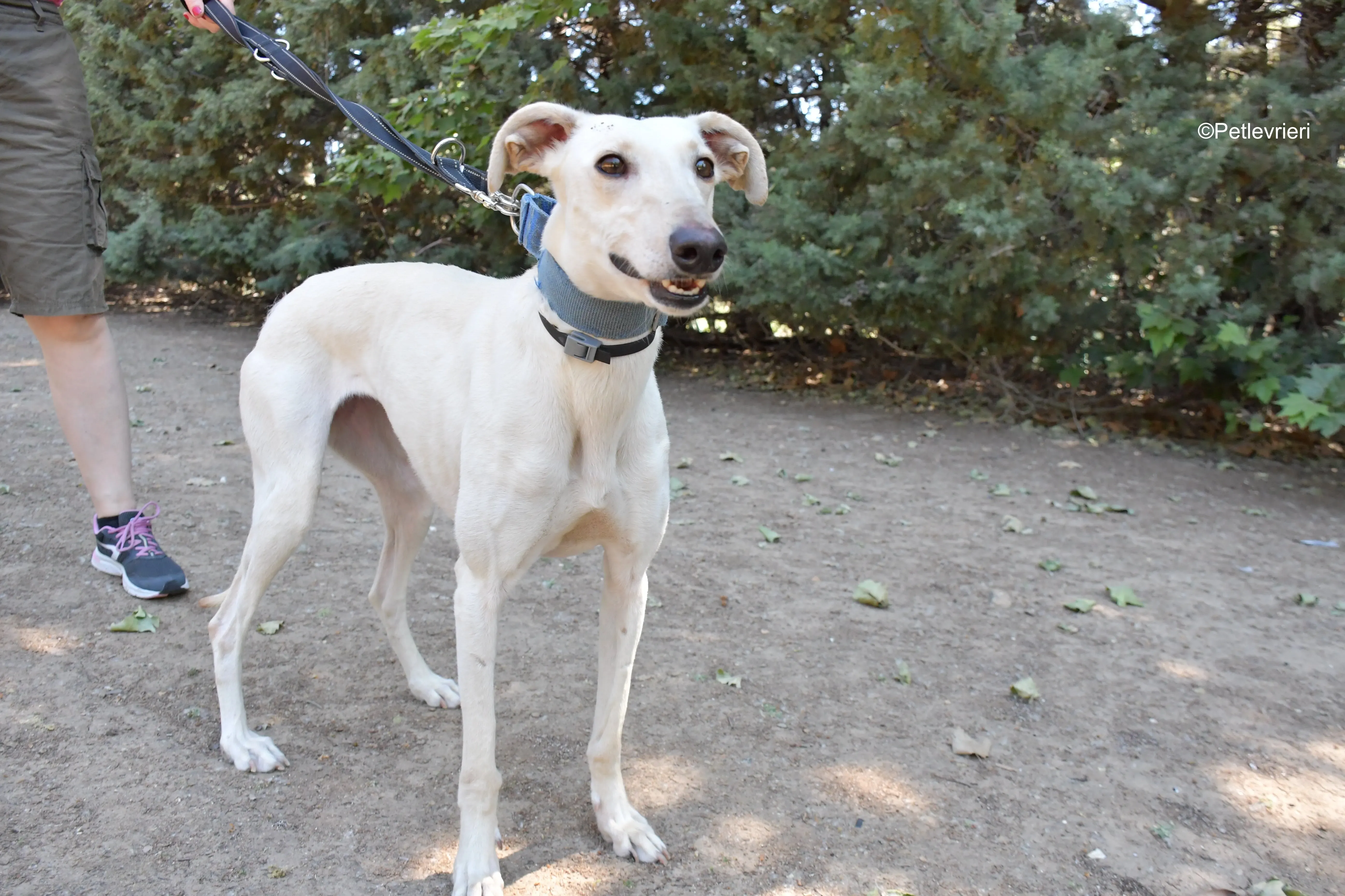 cinderella adozione levrieri galgo 3