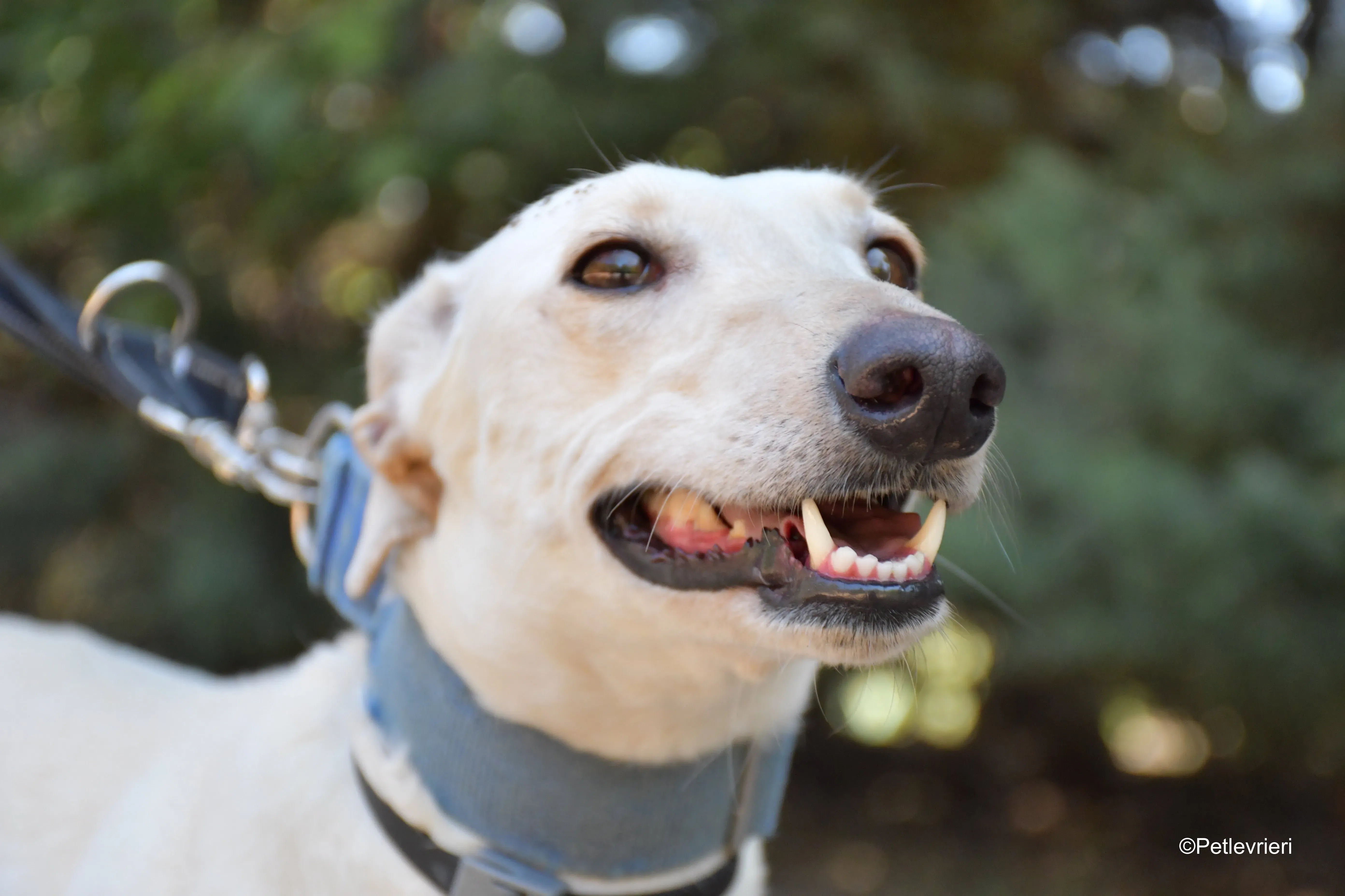 cinderella adozione levrieri galgo 4